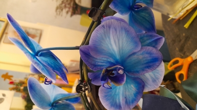 Request of an Orchidea 